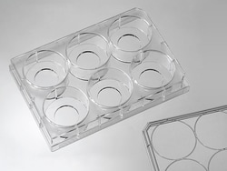 Cellvis 6 MICRO-WELL GLASS BOTTOM PLAT, Quantity: Case of 1