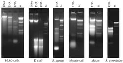 BIOSEARCH TECHNOLOGIES INC (Lucigen) MasterPure Complete DNA & RNA Purification