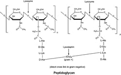 Sigma Aldrich Fine Chemicals Biosciences Lysozyme from chicken egg white,