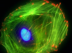 Cytoskeleton, Inc. ACTI-STAIN 488 PHALLOIDIN, Quantity: Each of 1