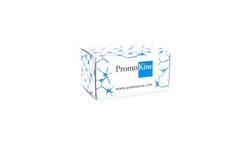 Promocell GmbH PCR MYCOPL. TEST I/C 24TESTS, Quantity: Each of 1