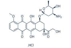 Selleck Chemical LLC Doxorubicin (Adriamycin) HCl 10mM/1mL 25316-40-9 NSC
