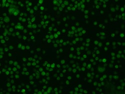 Sino Biological Recombinant Anti-Oncostatin M/OSM Antibody, Rabbit Monoclonal,