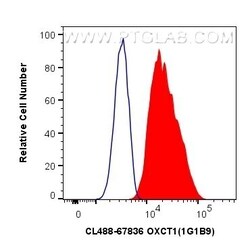 OXCT1 Mouse, anti-Human, CoraLite Plus 488, Clone: 1G1B9, Proteintech Quantity: