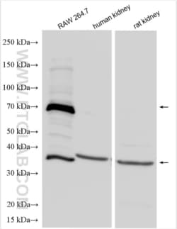 Osteopontin Rabbit, anti-Human, Polyclonal, Proteintech Quantity: 20 &mu;L:Antibodies