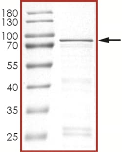 Sino Biological&nbsp;Recombinant Human PTEN Protein (Full Length, GST Tag)