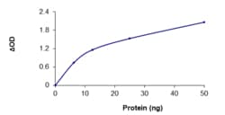 Sino Biological&nbsp;Recombinant Human PADI1 Protein (Full Length, GST Tag), Active