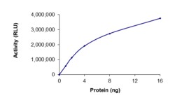 Sino Biological&nbsp;Recombinant Human PNMT Protein (Full Length, GST Tag), Active