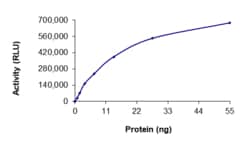 Sino Biological&nbsp;Recombinant Human PLK1 Protein (Full Length, His Tag), Active