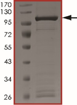 Sino Biological&nbsp;Recombinant Human PLCD4 Protein (Full Length, GST Tag)