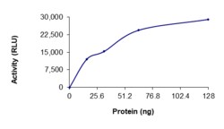 Sino Biological&nbsp;Recombinant Human PDK2 Protein (Full Length, GST Tag), Active