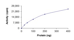 Sino Biological&nbsp;Recombinant Human PDK3 Protein (Full Length, GST Tag), Active