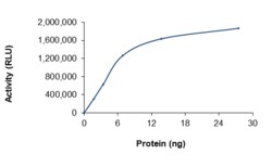 Sino Biological&nbsp;Recombinant Human PIP4K2A Protein (Full Length, GST Tag), Active