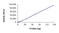 Sino Biological&nbsp;Recombinant Human PTK2/FAK Protein (Full Length, GST Tag), Active
