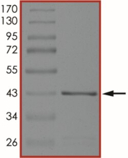 Sino Biological&nbsp;Recombinant Human PDE6D Protein (Full Length, GST Tag)