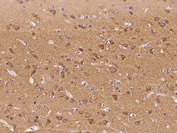 Sino Biological Anti-PACSIN1 Antibody, Rabbit Polyclonal, Quantity: Each