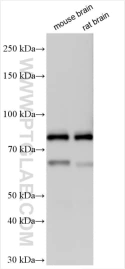 PAK7 Rabbit, anti-Human, Polyclonal, Proteintech 20 &mu;L | Buy Online | Proteintech | Fisher Scientific