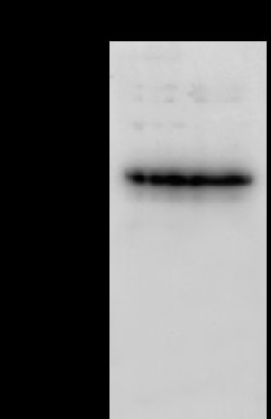 Sino Biological PAX5 Antibody, Rabbit PAb, Antigen Affinity Purified 100µL,