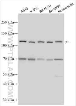 PCDHAC1 Rabbit, anti-Human, Polyclonal, Proteintech:Antibodies:Primary