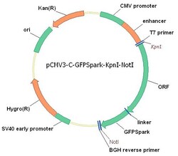 Sino Biological Mouse CD18/Integrin beta 2/ITGB2 Gene ORF cDNA clone expression
