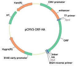Sino Biological&nbsp;Human, Osteoactivin/GPNMB cDNA ORF Clone, C-HA tag