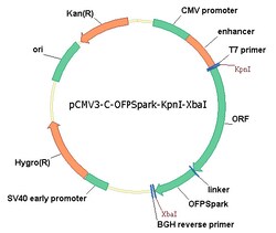 Sino Biological&nbsp;Mouse, IL-18Rα cDNA ORF Clone, C-OFPSpark tag
