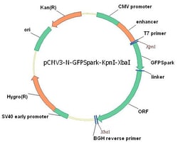 Sino Biological Mouse MGL2 Gene ORF cDNA clone expression plasmid, N-GFPSpark