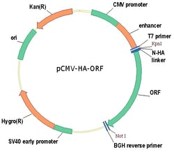 Sino Biological&nbsp;Human, JNK1 cDNA ORF Clone, N-HA tag