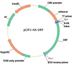 Sino Biological Human MAPK10/JNK3 transcript variant 1 Gene ORF cDNA clone