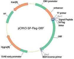 Sino Biological&nbsp;Mouse, CEACAM-1/CD66a cDNA ORF Clone, N-DYKDDDDK (Flag) tag