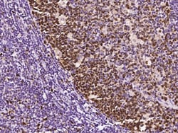 Sino Biological Anti-PCNA Antibody, Rabbit Polyclonal, Quantity: Each of
