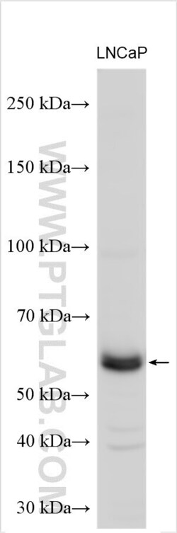 PCYOX1L Rabbit, anti-Human, Polyclonal, Proteintech:Antibodies:Primary