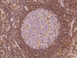 Sino Biological Anti-PD-L2/B7-DC Antibody, Rabbit Polyclonal, Quantity: