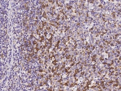 Sino Biological Anti-PD-1 Antibody, Mouse Monoclonal, Quantity: Each of