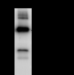 Sino Biological Anti-PDGF-A Antibody, Rabbit Polyclonal, Quantity: Each
