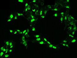 Sino Biological Recombinant Anti-PDGF-C Antibody, Rabbit Monoclonal, Quantity: