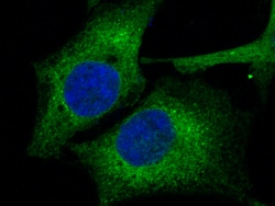 Sino Biological ERP72 / PDIA4 Antibody, Rabbit MAb 100µL, Quantity: Each