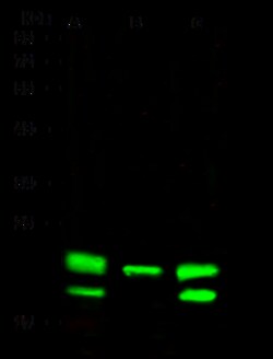Sino Biological PEBP1 / RKIP Antibody, Rabbit MAb 100µL, Quantity: Each