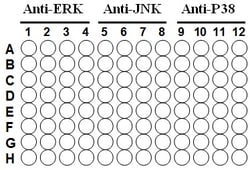 Raybiotech Inc Phospho-ERK/JNK/P38? ELISA Kit., Quantity: Each of 1