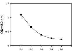 Raybiotech Inc Human Phospho-PKMYT1 (Thr495) and Total PKMYT1 ELISA Kit.,