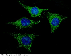 Sino Biological Anti-REA/PHB2 Antibody, Rabbit Polyclonal, Quantity: Each
