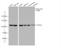PI3 Kinase p110 Alpha Rabbit, anti-Human, Clone: 1B4, Proteintech Quantity: