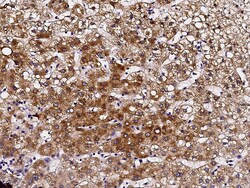 Sino Biological Recombinant Anti-pIgR Antibody, Rabbit Monoclonal, Quantity: