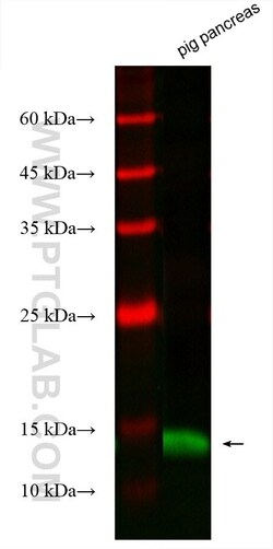 PLA2G1B Mouse, anti-Human, CoraLite Plus 488, Clone: 1F2C10, Proteintech