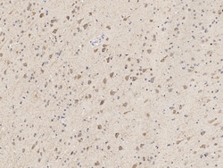 Sino Biological PLBL2 / PLBD2 Antibody, Rabbit PAb, Antigen Affinity Purified