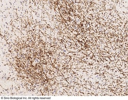 Sino Biological PLP1 Antibody, Rabbit PAb, Antigen Affinity Purified 100uL,