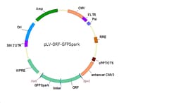 Sino Biological Mouse TFRC/CD71 Gene Lentiviral ORF cDNA expression plasmid,