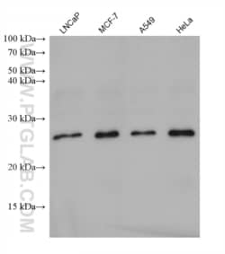 POLR2F Mouse, anti-Human, Clone: 2D4D12, Proteintech:Antibodies:Primary
