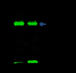 Sino Biological Anti-Cyclophilin A Antibody, Rabbit Polyclonal, Quantity: