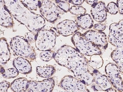 Sino Biological Cyclophilin B Antibody, Rabbit PAb, Antigen Affinity Purified